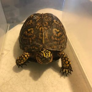 Meet your Posher, Tamra